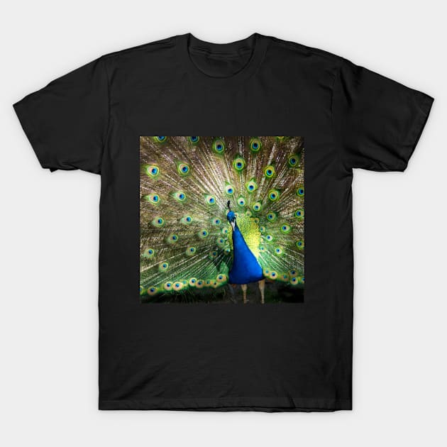 peacock T-Shirt by Naspun store